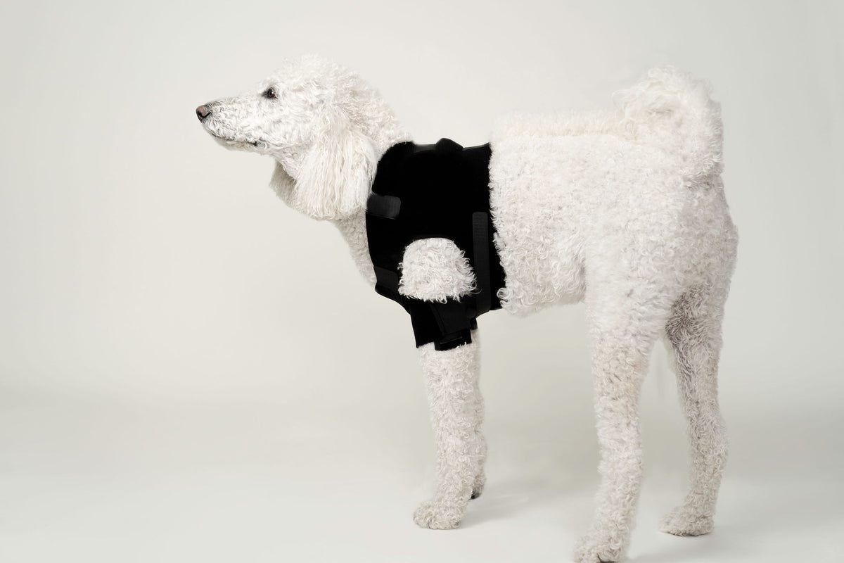 Hobble Vest | Dassiet Vet